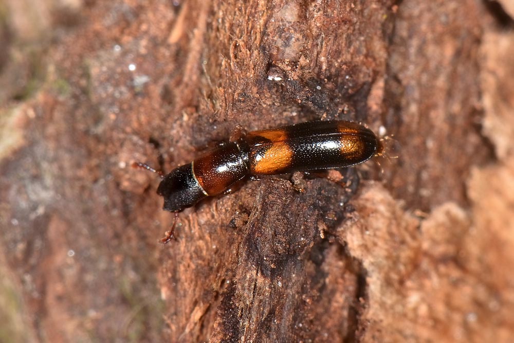 Trogositidae:   Nemozoma caucasicum